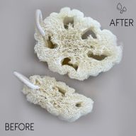 Egyptian Luxury Loofah with Cotton String - Non-Compressed - 8-12cm