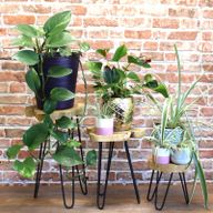 Set of 3 Gamell Wood Plant Stands - Natural