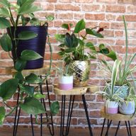 Set of 3 Gamell Wood Plant Stands - Natural