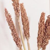 Cantal Grass Bunch - Rust