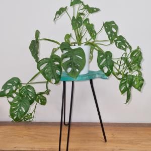 Wholesale Albasia Wooden Plant Stands - AW Artisan Europe - Giftware Supplier