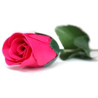 Soap Flower - Small Rose - Rose