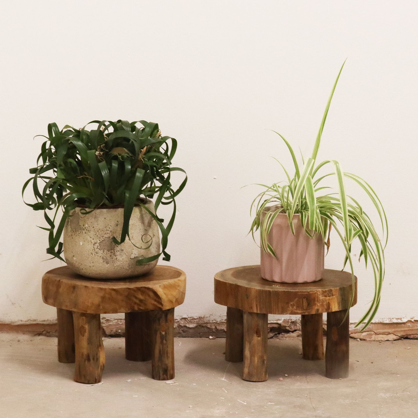Natural Teak Display