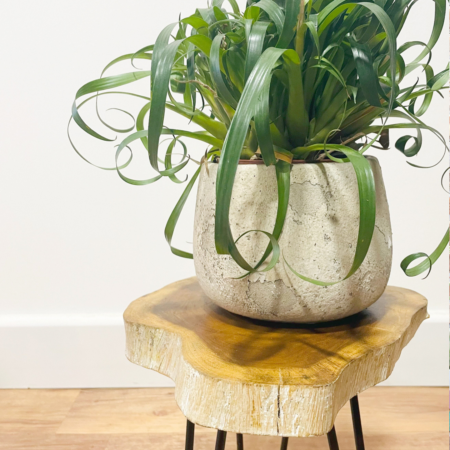 Wooden Plant Stands