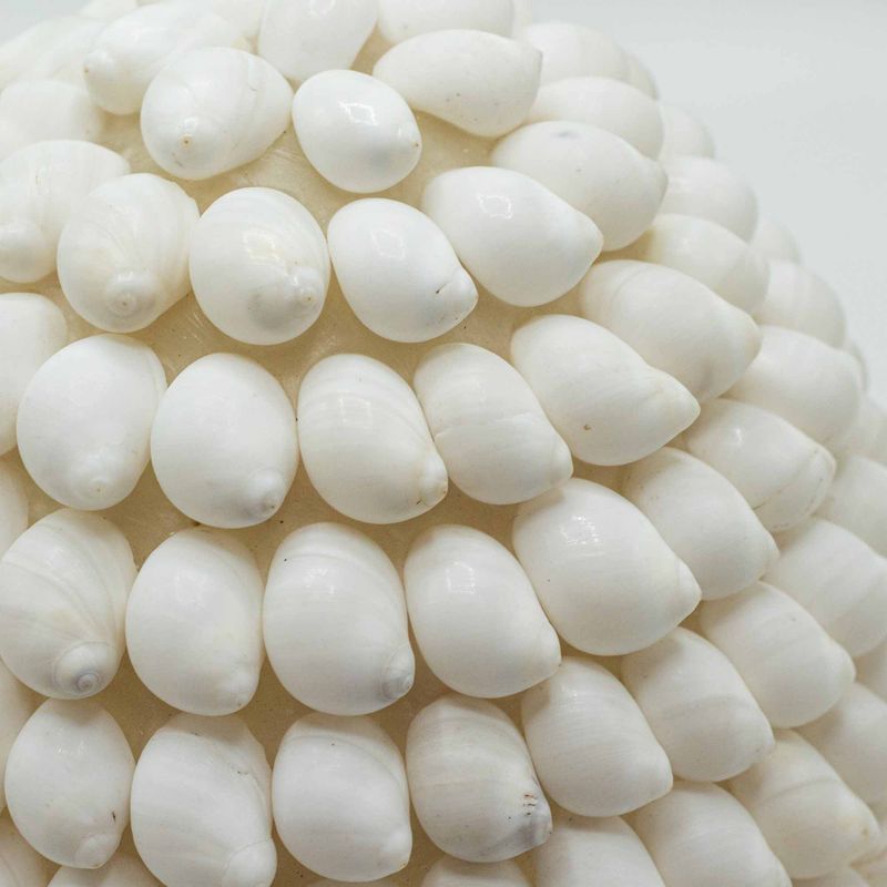 Boho Sea Shell Lamp - Buting Shell Oval - 15cm