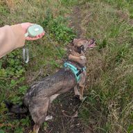 Paw Pet Leash - Pocket Pod - Green - 1.5m