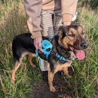 P-AW Designer Retractable Pet Lead Starter Pack