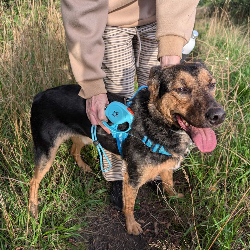P-AW Designer Retractable Pet Lead Starter Pack