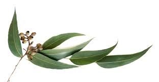 Eucalyptus - Argan Solid Shampoo