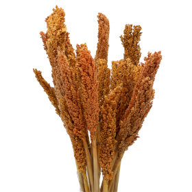6x Cantal Grass Bunch - Orange