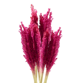 6x Cantal Grass Bunch - Pink