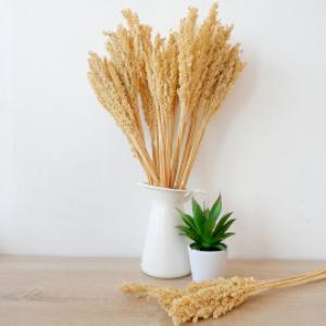 Wholesaler of Sorghum Grass Bunch