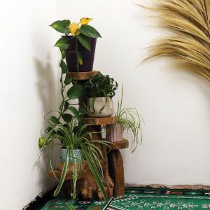 Natural Teak Displays for Resale
