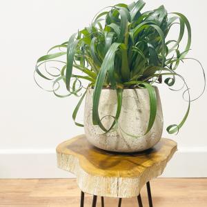 Supplier of Wooden Plant Stand Sets for Your Business